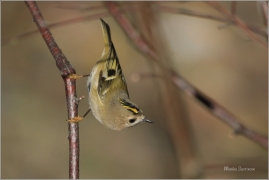 <p>KRÁLÍČEK OBECNÝ (Regulus regulus) /Coldcrest - Wintergoldhähnchen/</p>